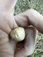 Psilocybe azurescens