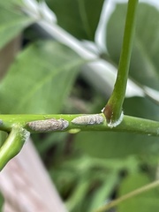 Homalodisca ichthyocephala