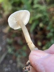 Clitocybe deceptiva