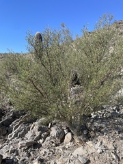 Bursera microphylla