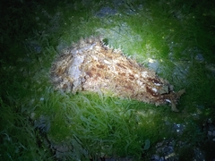 Dolabella auricularia