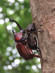 Trypoxylus dichotomus tsunobosonis