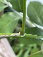 Homalodisca ichthyocephala