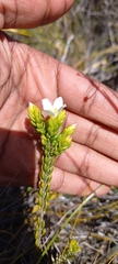 Lachnaea grandiflora