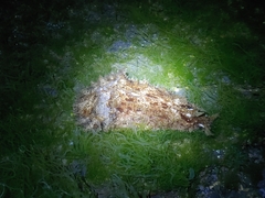 Dolabella auricularia