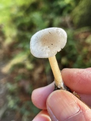 Clitocybe deceptiva