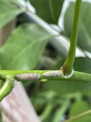 Homalodisca ichthyocephala