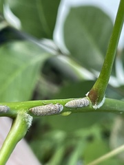 Homalodisca ichthyocephala