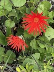 Gerbera jamesonii