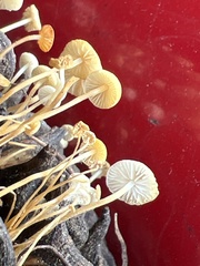 Strobilurus conigenoides