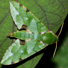Euchloron megaera