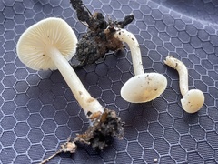 Clitocybe deceptiva