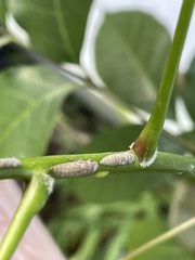 Homalodisca ichthyocephala