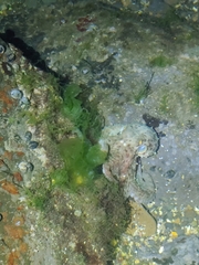 Octopus sinensis