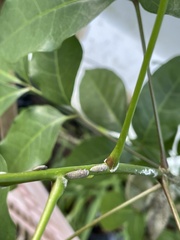 Homalodisca ichthyocephala