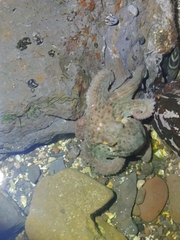 Octopus sinensis