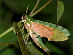Euchloron megaera