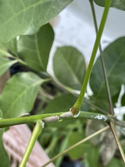 Homalodisca ichthyocephala