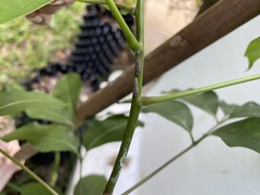 Homalodisca ichthyocephala