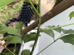 Homalodisca ichthyocephala