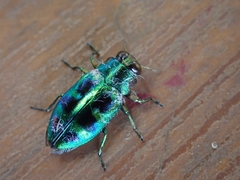 Chrysobothris sauteri