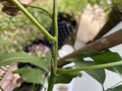 Homalodisca ichthyocephala