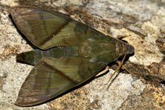 Nephele aequivalens