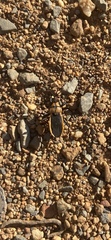 Ectrichodia crux