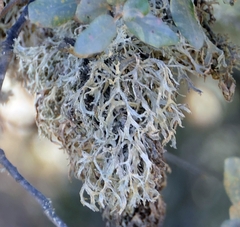 Evernia