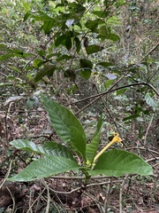 Tocoyena bullata