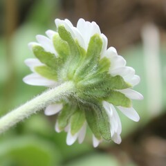 Bellis sylvestris