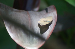 Cissia phronius