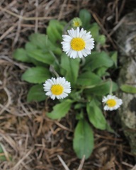 Bellis sylvestris