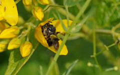 Macropis europaea