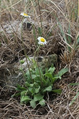 Bellis sylvestris