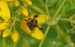 Macropis europaea