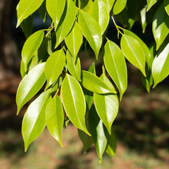 Ficus benjamina