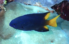 Pomacentrus philippinus