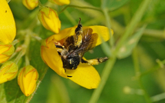 Macropis europaea