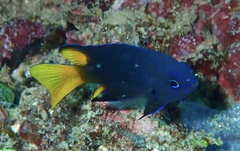 Pomacentrus philippinus