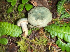Lactarius aurantiosordidus