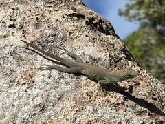 Anolis grahami