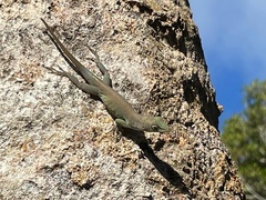 Anolis grahami
