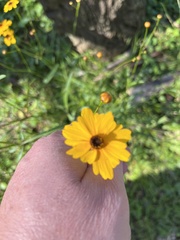 Coreopsis leavenworthii