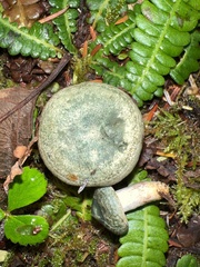 Lactarius aurantiosordidus