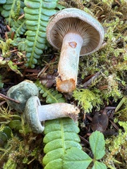 Lactarius aurantiosordidus