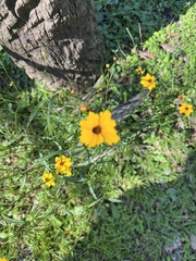 Coreopsis leavenworthii
