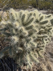 Cactaceae