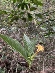 Tocoyena bullata