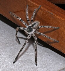 Polybetes pythagoricus